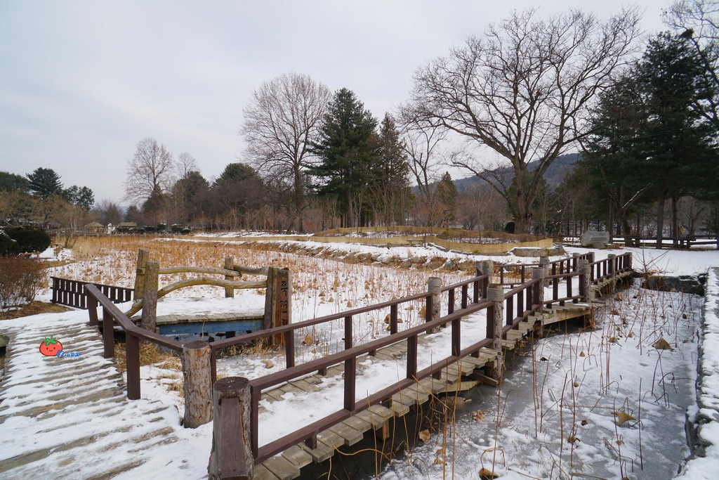 【首爾】雪景南怡島 冬天糖霜空拍美景 破冰船 冬季戀歌拍攝場景 銀杏