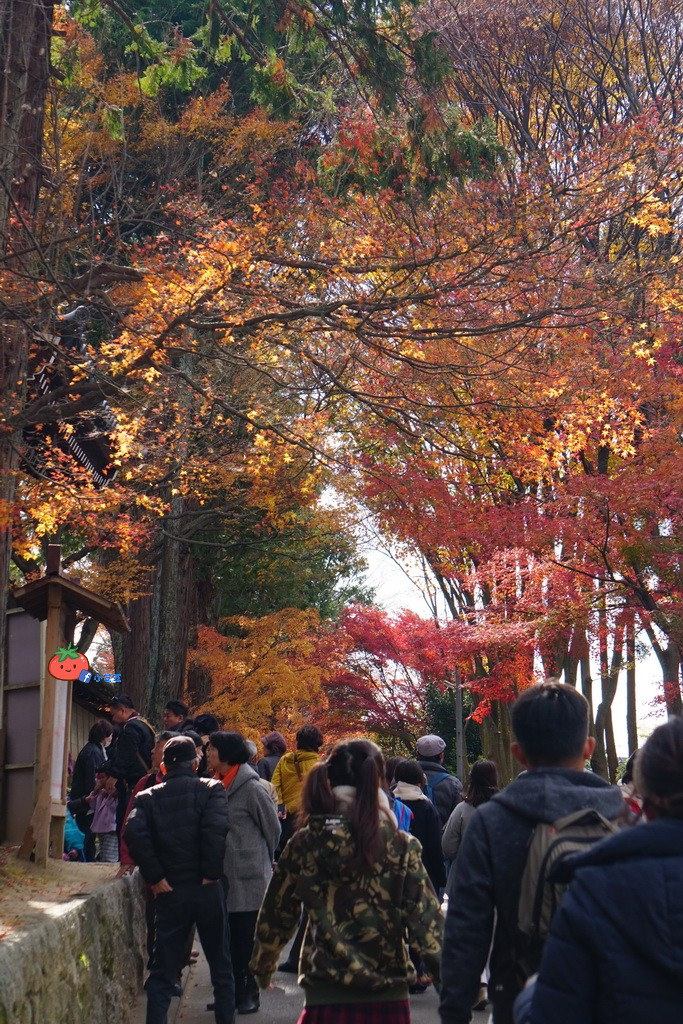 京都賞楓 東福寺滿山楓葉路線景點通天橋楓葉名所含大阪到東福寺交通 賞楓時間 門票 京都自由行景點 小芝芝 雞不擇食玩樂blog