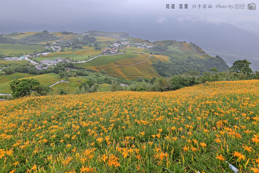 花蓮景點 16花況富里六十石山爆炸美金色地毯倒入花東縱谷台灣小瑞士名不虛傳 含交通資訊 小芝芝 雞不擇食玩樂blog