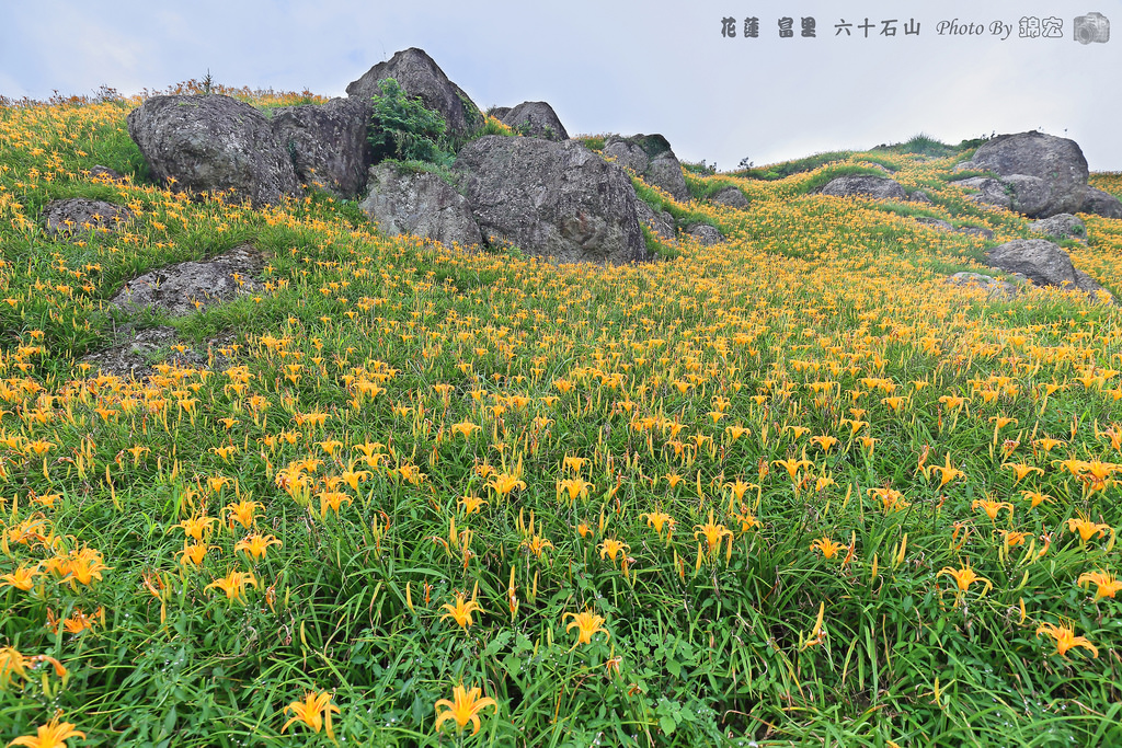 花蓮景點 16花況富里六十石山爆炸美金色地毯倒入花東縱谷台灣小瑞士名不虛傳 含交通資訊 小芝芝 雞不擇食玩樂blog