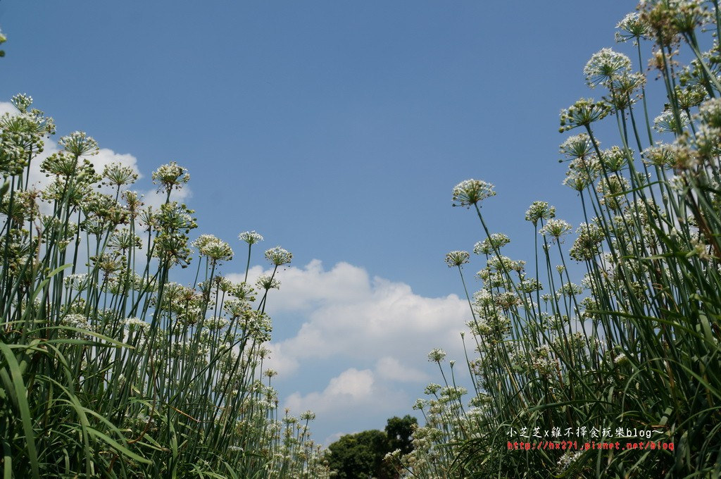 桃園景點 大溪九月雪 韭菜花田順遊小小兵彩繪牆輕鬆半日遊含交通資訊 小芝芝 雞不擇食玩樂blog