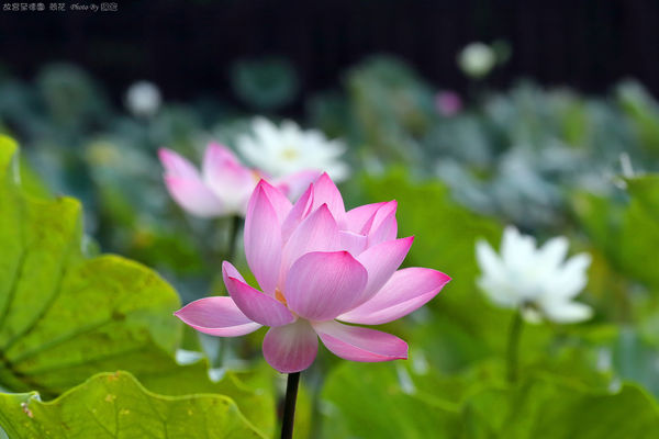 台北景點 荷花攻略 士林 至德園賞蓮花仙子 故宮博物院旁 免費景點 一早人就比花多啦 小芝芝 雞不擇食玩樂blog