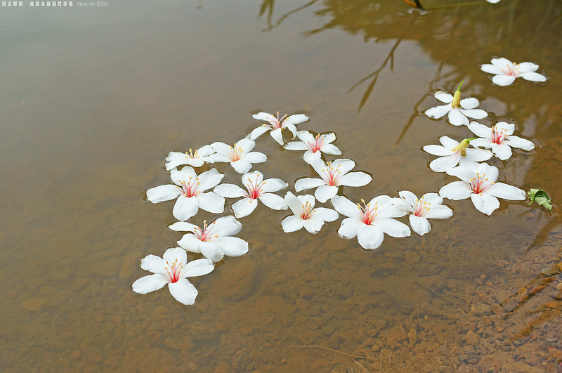 台北景點 汐止翠湖賞油桐花 五月雪紛飛 藍鵲戲舞遊 綠色小精靈螢火蟲一閃一閃 油桐花花圈教學 小芝芝 雞不擇食玩樂blog