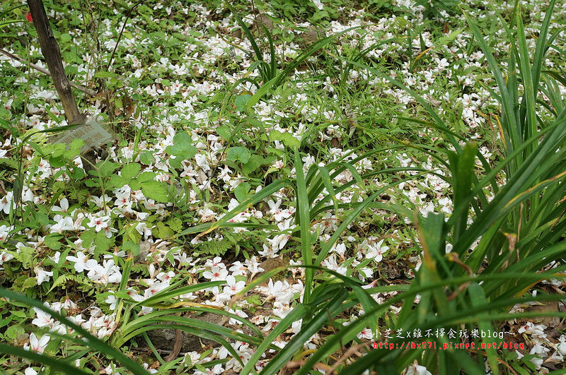 台北景點 汐止翠湖賞油桐花 五月雪紛飛 藍鵲戲舞遊 綠色小精靈螢火蟲一閃一閃 油桐花花圈教學 小芝芝 雞不擇食玩樂blog