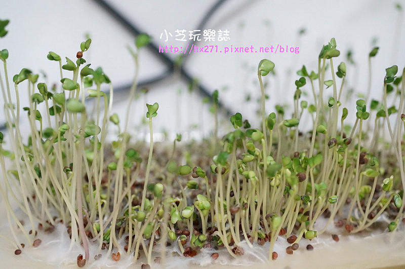 綠花椰菜芽生長日記 喜悅生技ｄｉｙ便利土 免澆水懶人也能輕鬆種出營養健康唷 小芝芝 雞不擇食玩樂blog